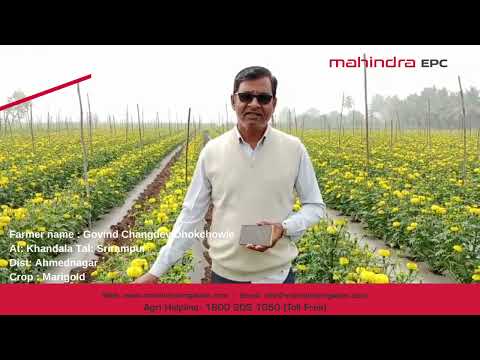 Marigold Crop with Mahindra EPC Drip - video from Mahindra Irrigation