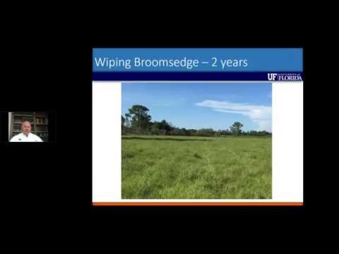 Видео: Broomsedge Grass - Советы по борьбе с ракитником