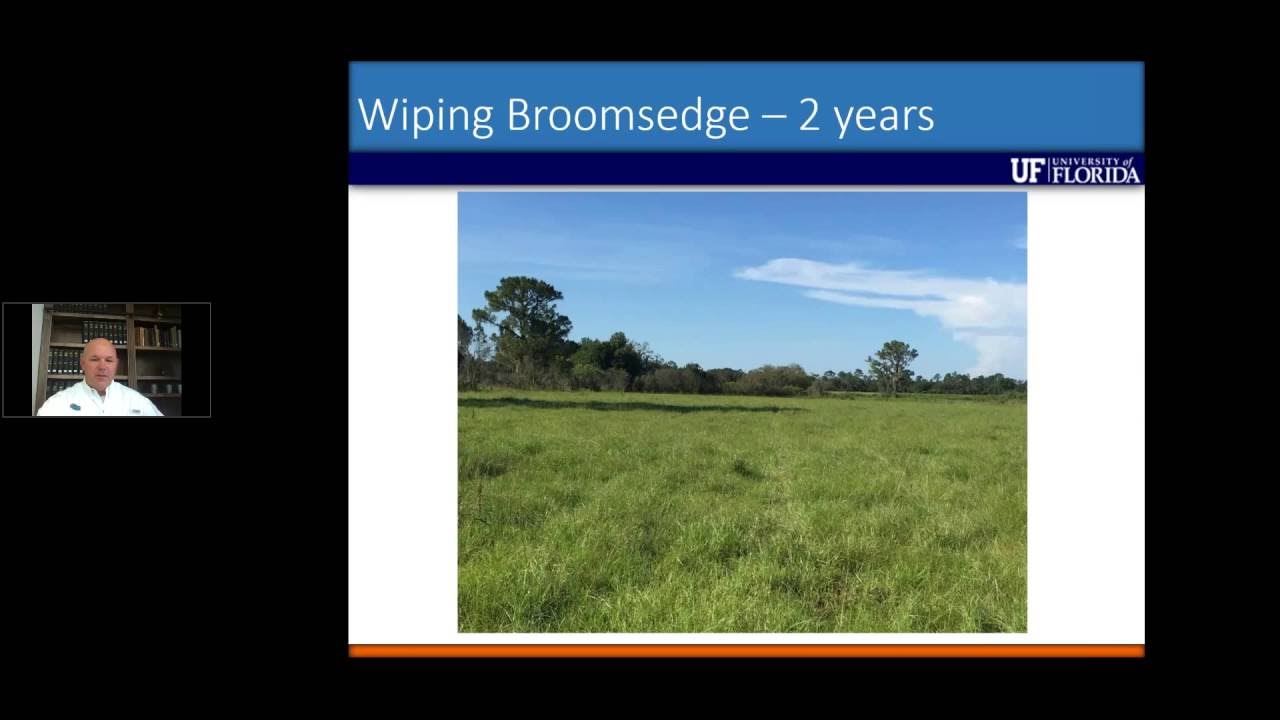 Broomsedge Management in Bahiagrass Pastures An Ongoing Study YouTube