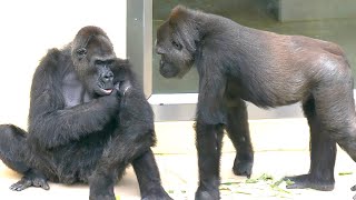 Gorilla Girl Worried About Grandma's Arm Wound | The Shabani Group