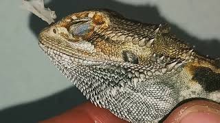 Best YOUTUBE Shed Assistance? | Satisfying WHOLE BODY SHED! | @ChuckNorrizBeardedDragons #shorts