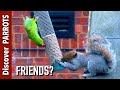 Parrot and squirrel  discover parrots