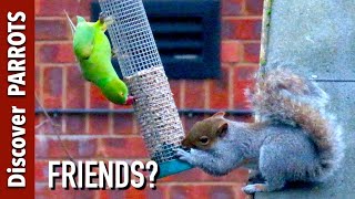 Parrot and Squirrel | Discover PARROTS by Discover PARROTS 2,083 views 4 years ago 18 seconds