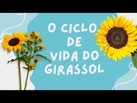 O Ciclo de Vida da Planta| O Ciclo de Vida do Girassol| O Ciclo de Vida de uma Planta