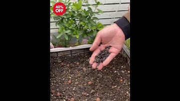 Hoa cẩm tú cầu video 1