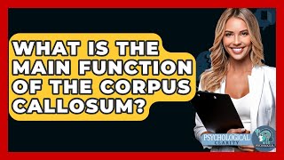 What Is The Main Function Of The Corpus Callosum? - Psychological Clarity