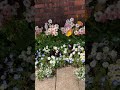 ポピーがゆれるピンクラナンキュラスの花壇#spring #garden #gardening #flowers #ガーデン