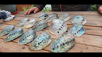 Beautiful Paua Shells! | Porirua Wellington NZ