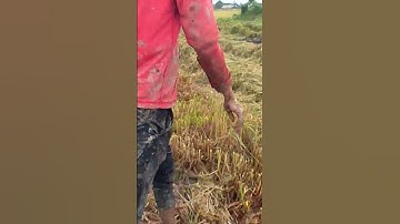 Bắt chuột mùa lúa chín ở miền tây.