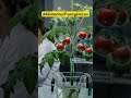 Alimentos Transgénicos🍅🌽si o no? #debessaberloydifundir #alimentaciónsaludable #progreso #ciencia