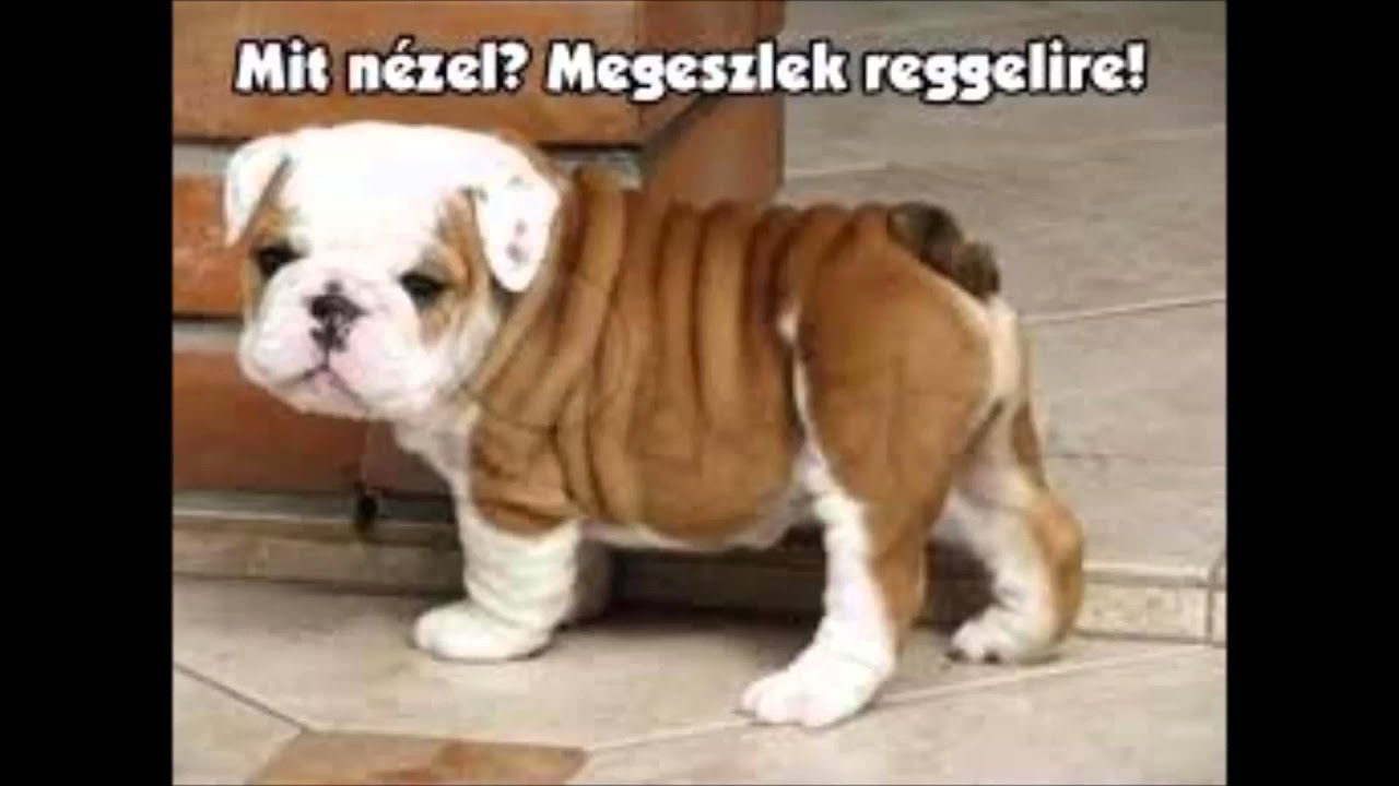 vicces-kuty-k-vagy-mi-youtube