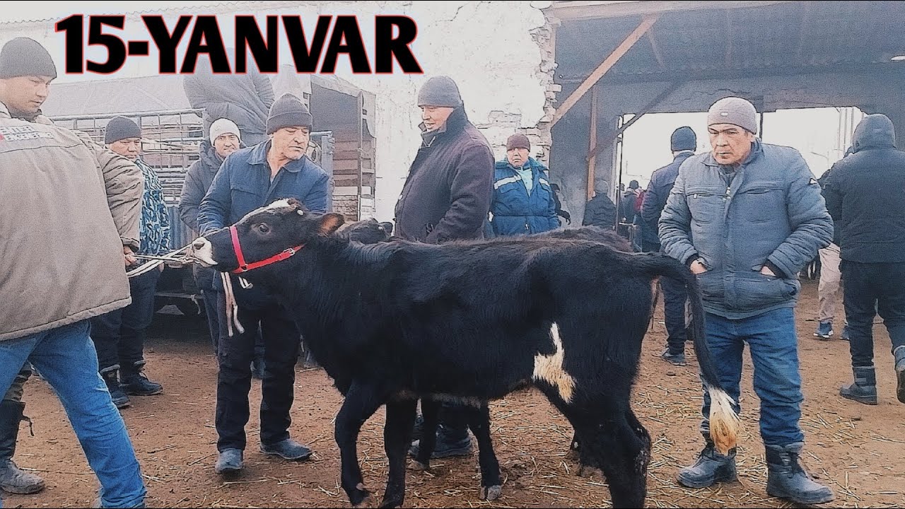 REAL SOTILGAN VA QAYTGAN NARXLARI BOG'DOD CHORVA BOZORIDAN