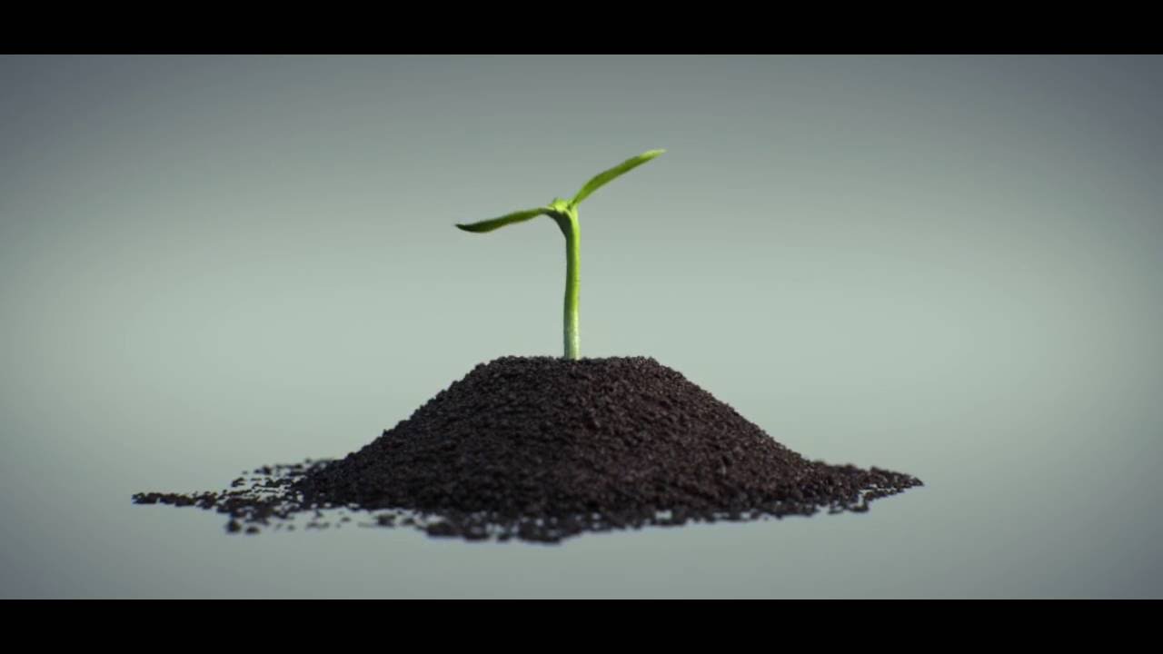 GROW PLANT 