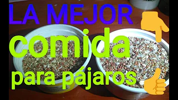 ¿Qué alimentos atraen más a los pájaros?