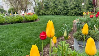 Mid April Full Garden Tour! Lots Of Tulips In Unexpected Colors And A New Garden Bench!