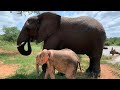 Beautiful Bubi, Adoring Allomother to baby elephant, Khanyisa and Mother to Bull Zindoga!