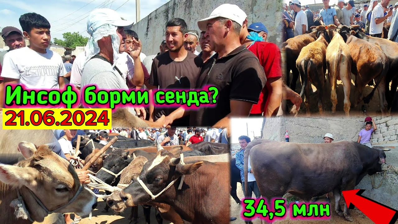 Войдод. Бу нима ахвол бугун Китоб мол бозорида? Чорва арзон булдими? #molbozor #chorva #bozor #ferma