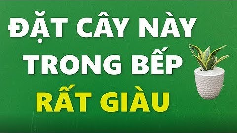 Trồng cây này trong bếp thần tài ưng ý xin gì cũng cho gia chủ giàu nhanh chóng mặt