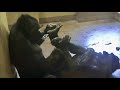 今日も元気！ヤンチャな息子キヨマサにシャバーニも疲れる💦 ゴリラ/Gorilla