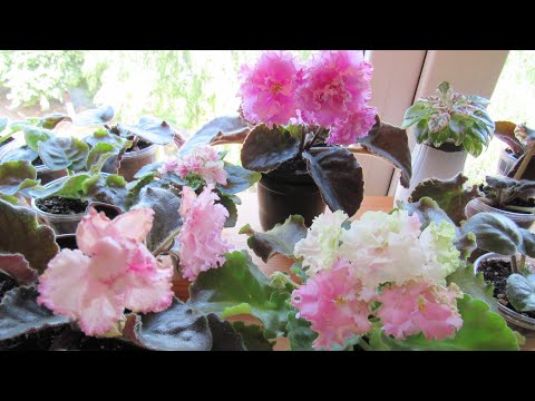 Video: Ինչ են կոչվում փոքրիկ վարդեր: Վարդերի մանրանկարչական սորտեր. ակնարկ և խնամքի առանձնահատկություններ
