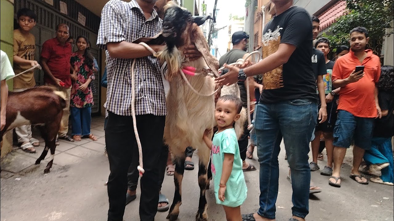 মনসাপূজা ২০২৫, পূজার জন্য ক্রয়কৃত বিশাল ছাগল নিয়ে, ছাগলেরর্্যলি, চট্টগ্রাম শহরে জামালখান সিড়িরগোড়া। 
