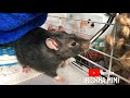 Как приучить крысу к поилки 🐀
