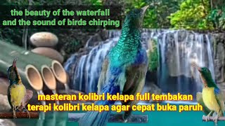 MASTERAN KORLAP GACOR FULL TEMBAKAN // TERAPI KORLAP AGAR CEPAT BUKA PARUH/WATERFALL AND BIRD SOUNDS