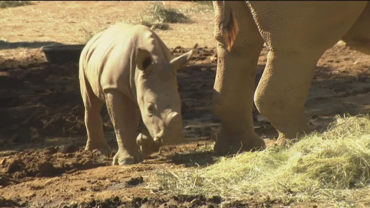 Blind Dog Rescued + Meet Baby Rhino Neville: Saturday Smiles