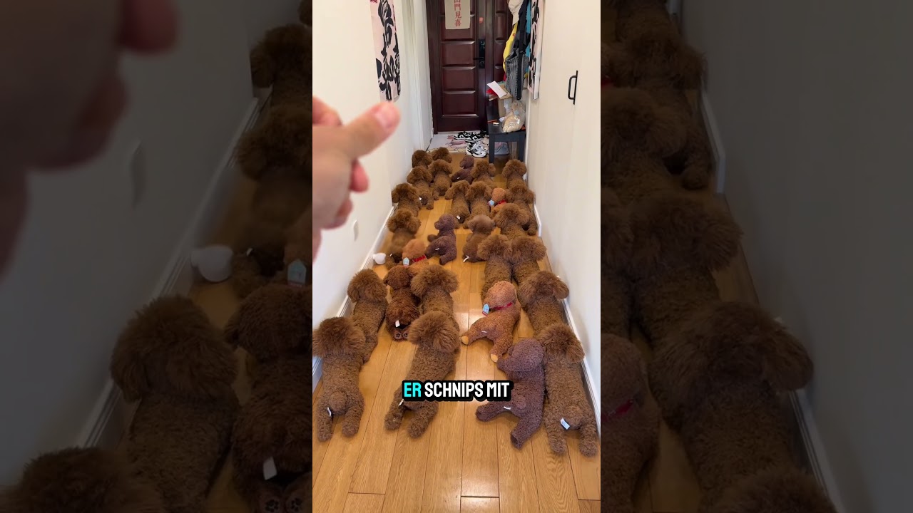 Dieser Hund glaubt, er kann sich verstecken, indem er sich wie ein Stofftier ve