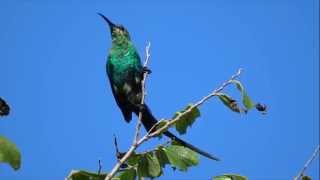 Malachite Sunbird