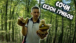 видео: Сочи 2024г. Сезон грибов в октябре. Ореховский водопад #сочи картинка: Сочи 2024г. Сезон грибов в октябре. Ореховский водопад #сочи