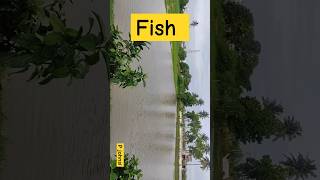 Fish In Agriculture Field| P Johnsi #shorts #fish #agriculturefield