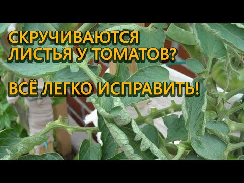 Причины и как исправить скручивание листьев у томатов!