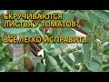 Причины и как исправить скручивание листьев у томатов!