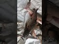 Приехал с рыбалки наловил немножко рыбы! Видео с рыбалки доступно на boosty  #FishermanDV27Rus