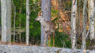 Deer Encounter by Animalbug 191 views 2 months ago 2 minutes, 54 seconds