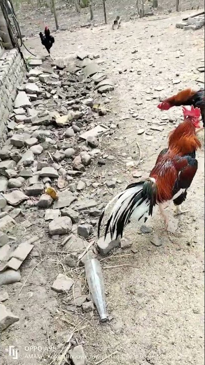 Ayam Petarung sejati