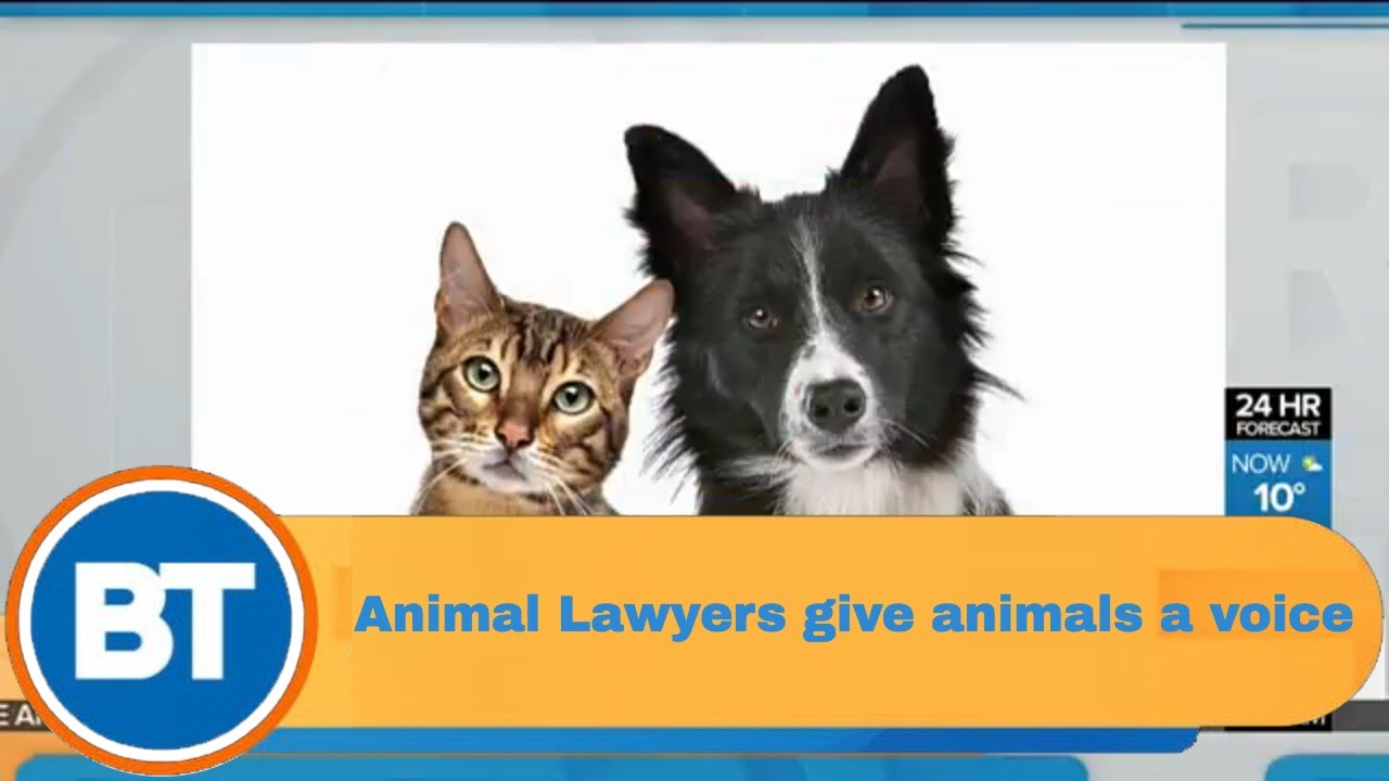 Animal Lawyers give a voice to animals