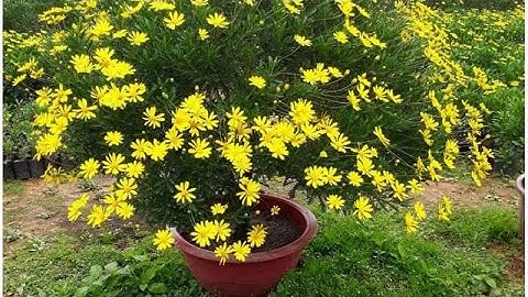 Cách trồng,chăm sóc cây hoa Cúc thân gổ cho tươi tốt,nỡ hoa rực rỡ đầy chậu, vào ngày Tết