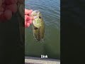 dinkasourus rex!!!! #fishing #bassfishing #largemouthbass #bass #viral #fish #ratethesplash #dreams