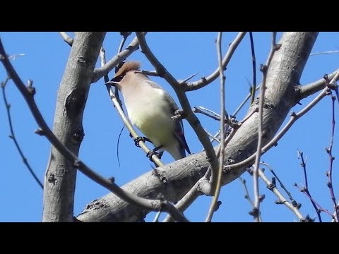 Drunk birds? Swarms of Cedar Waxwings, which eat fermented berries, spotted in North Texas