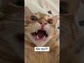 Https Vt Tiktok Com ZSupQMB3k Allergies Cat Kitten Catmom Cattok Catie Kitty Catselfie