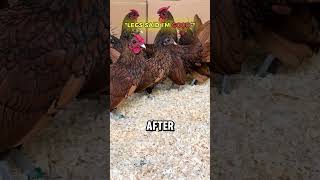 You Won’t Believe This Is a Real Chicken 😭 #facts