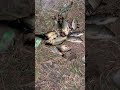 #fishing #viral #shorts #fishinglife #viralvideo ?? 🌊 Patience, peace, and a perfect catch. 🎣🐠