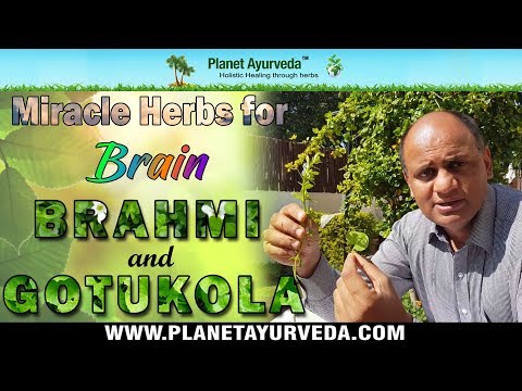 Video: Informacije o rastlinah Brahmi - Kako gojiti zelišča Brahmi na vrtu