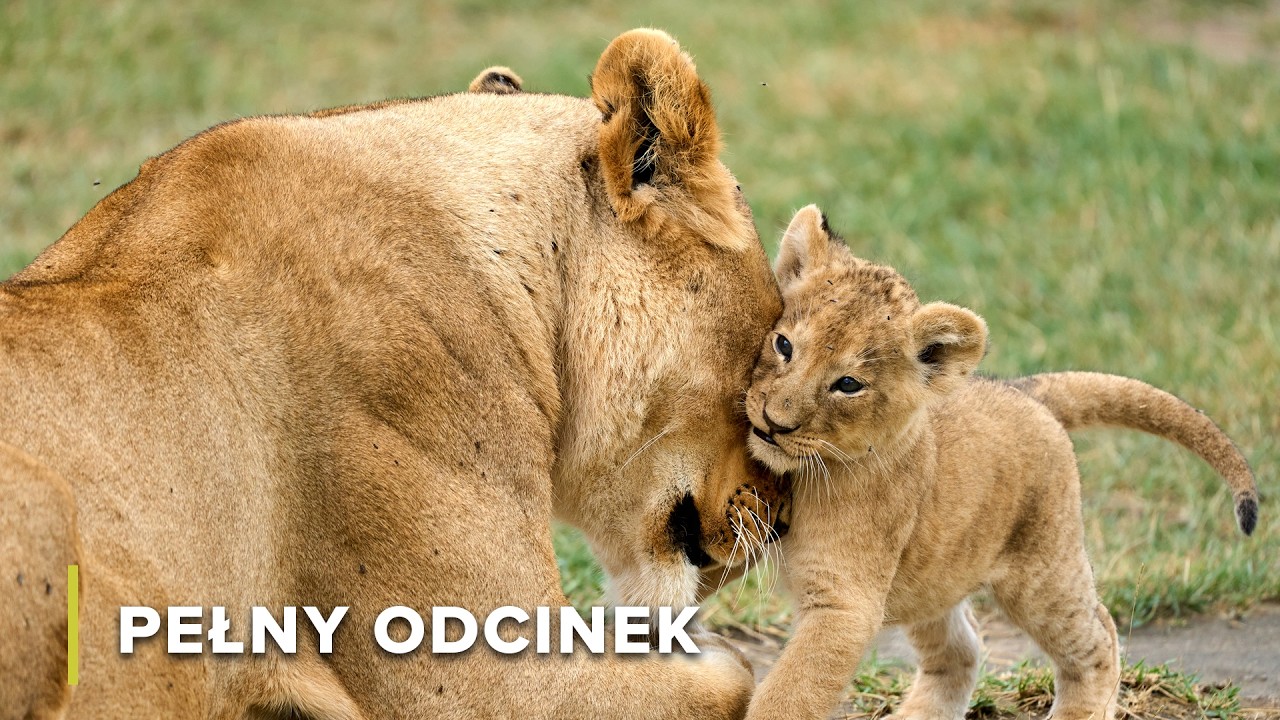 Wychowywanie Lwów, Słoni i Pawianów w Chobe | Wielkie Parki Afryki 106