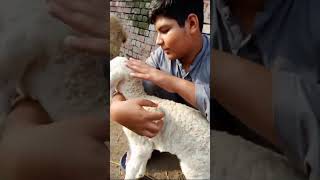 Subhan Allah wal alhamdulillah ?/@ArhamShahbaz7280 tranding viralshort sheep