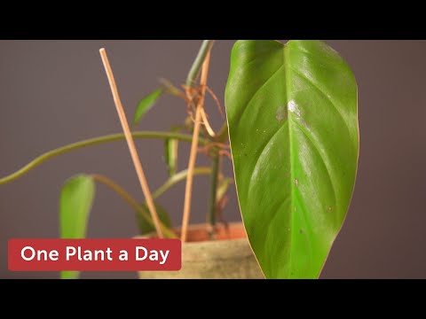 Philodendron erubescens (Red leaf Philodendron) Houseplant Care — 51 of 365