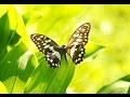 Spa Music, Massage Music, Relax, Meditation Music, Instrumental Music to Relax, ☯639