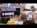 Cats Videos For Cats To Watch EPIC 8 HOURS With Sound Cats Playing Entertainment For Cats 